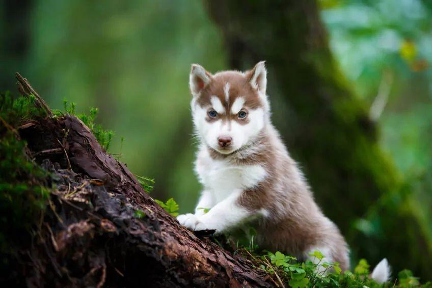 siberian husky