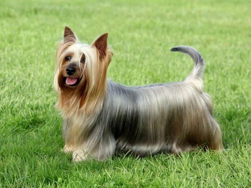 Stojący silky terrier