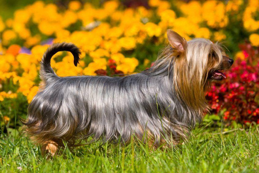 Silky terrier biegnący na tle kwiatów