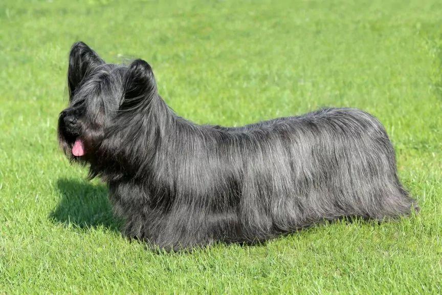 Szary skye terrier stojący na trawie