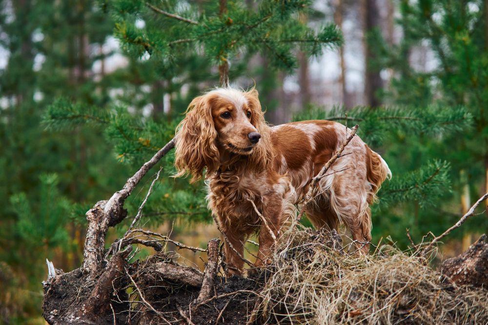 spaniel myśliwski