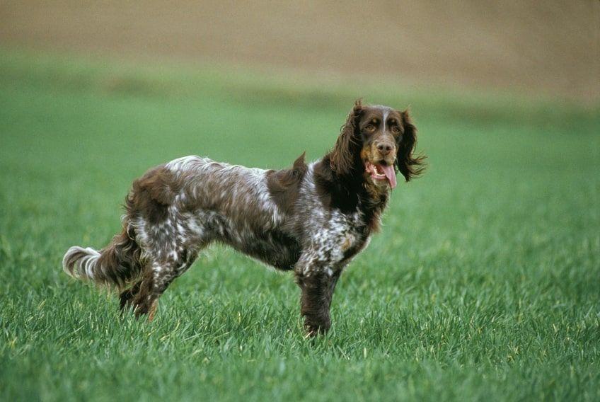 spaniel pikardyjski na łące