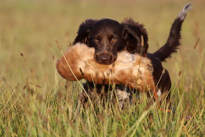 Polski spaniel myśliwski aportujący futrzany szarpak