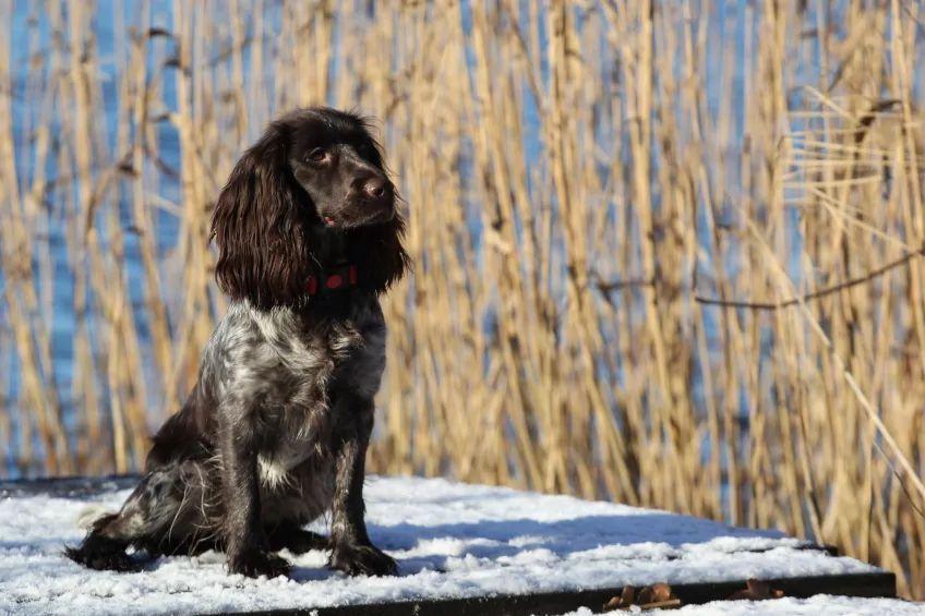 Polski spaniel myśliwski siedzący na ośnieżonym pomoście