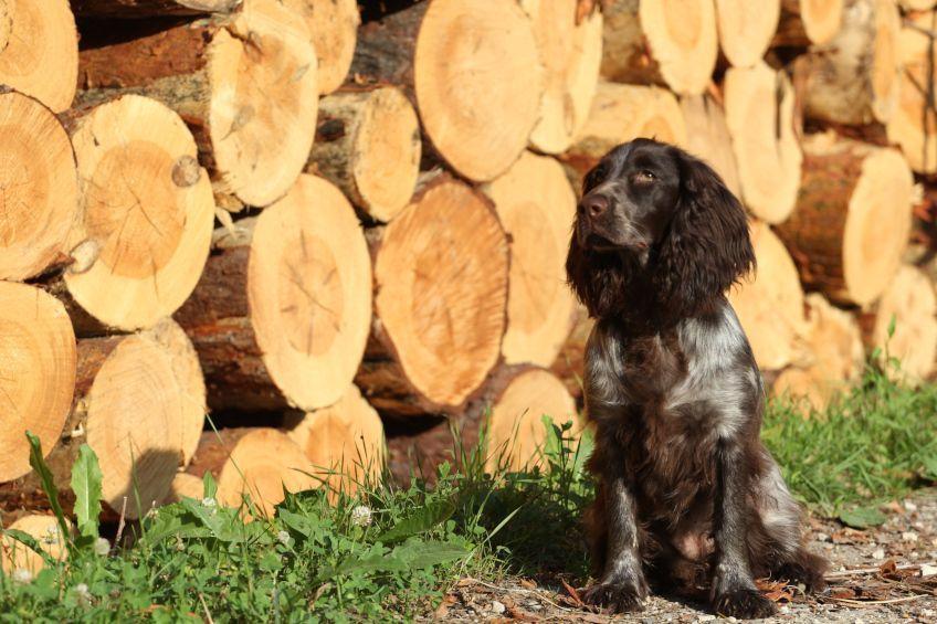 Polski spaniel myśliwski siedzący na tle bali drewna