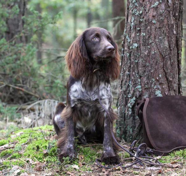 polski spaniel myśliwski