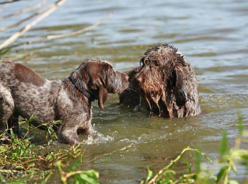 Dwa spinone stojące w wodzie
