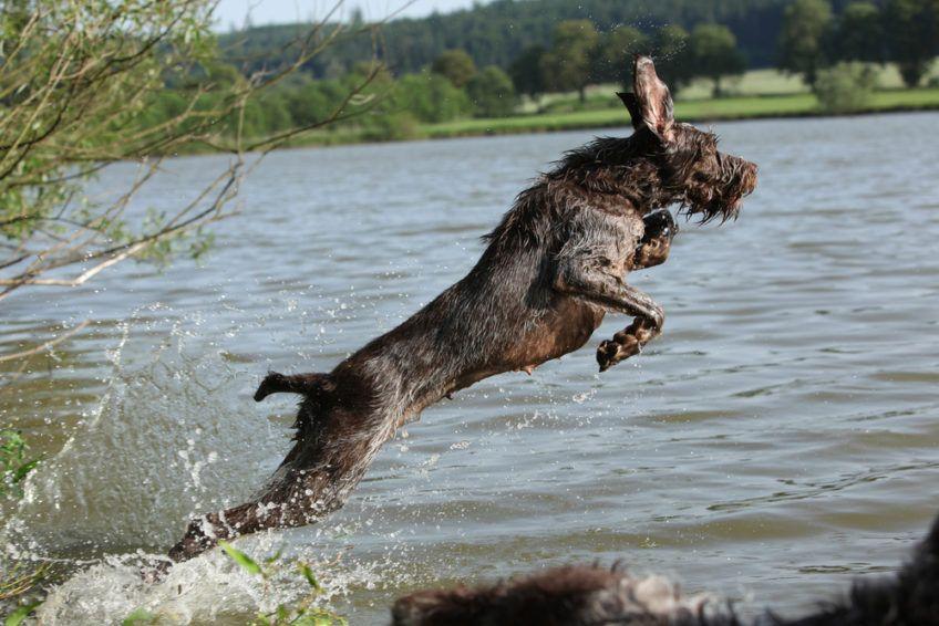 Spinone skaczący do wody