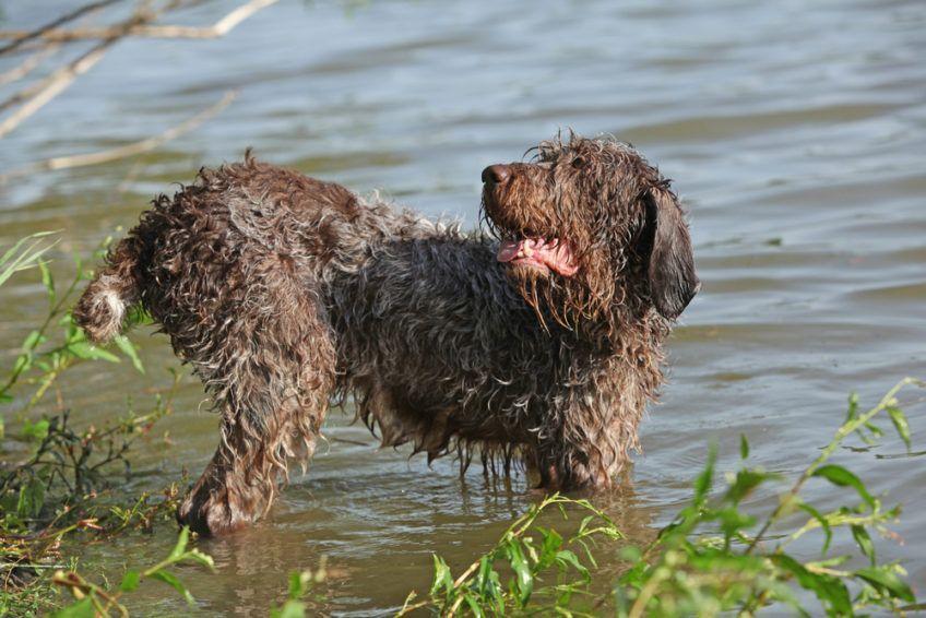 Spinone stojący w przybrzeżnej wodzie