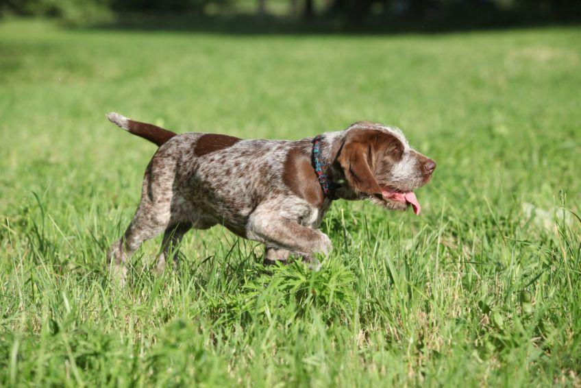 Szczenię spinone w stójce