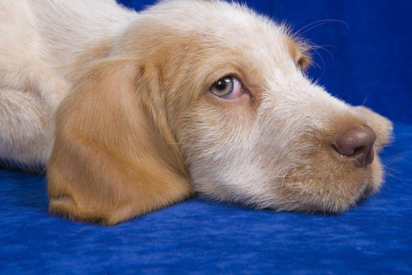 Portret szczeniaka spinone leżącego na niebieskim tle