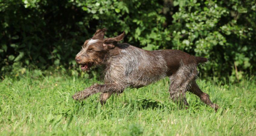 Spinone w galopie po trawie