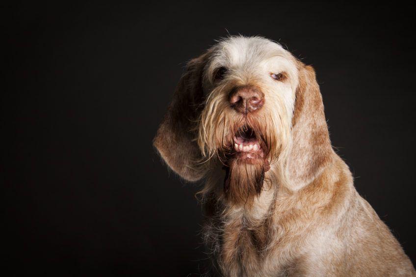 Portret spinone na ciemnym tle