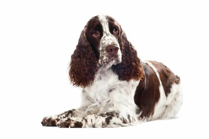 springer spaniel długie uszy