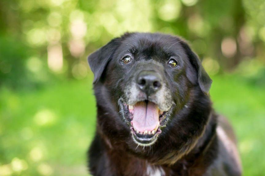 morus, adopcja psiego staruszka