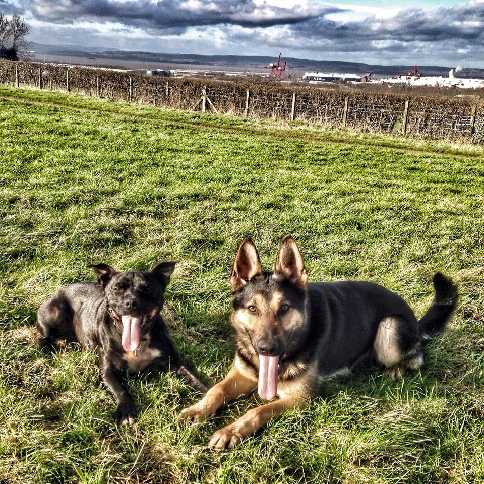 stella_the_staffie_and_quest_02.jpg