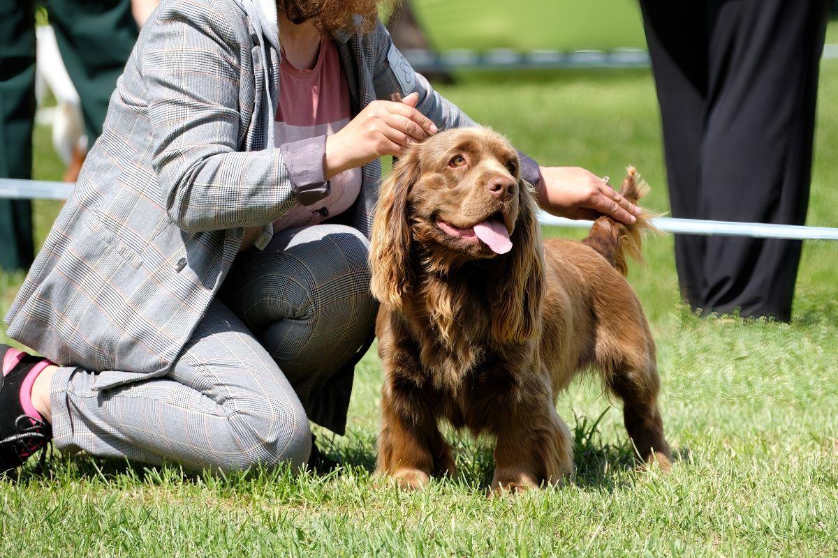 sussex spaniel ćwiczenia.jpg