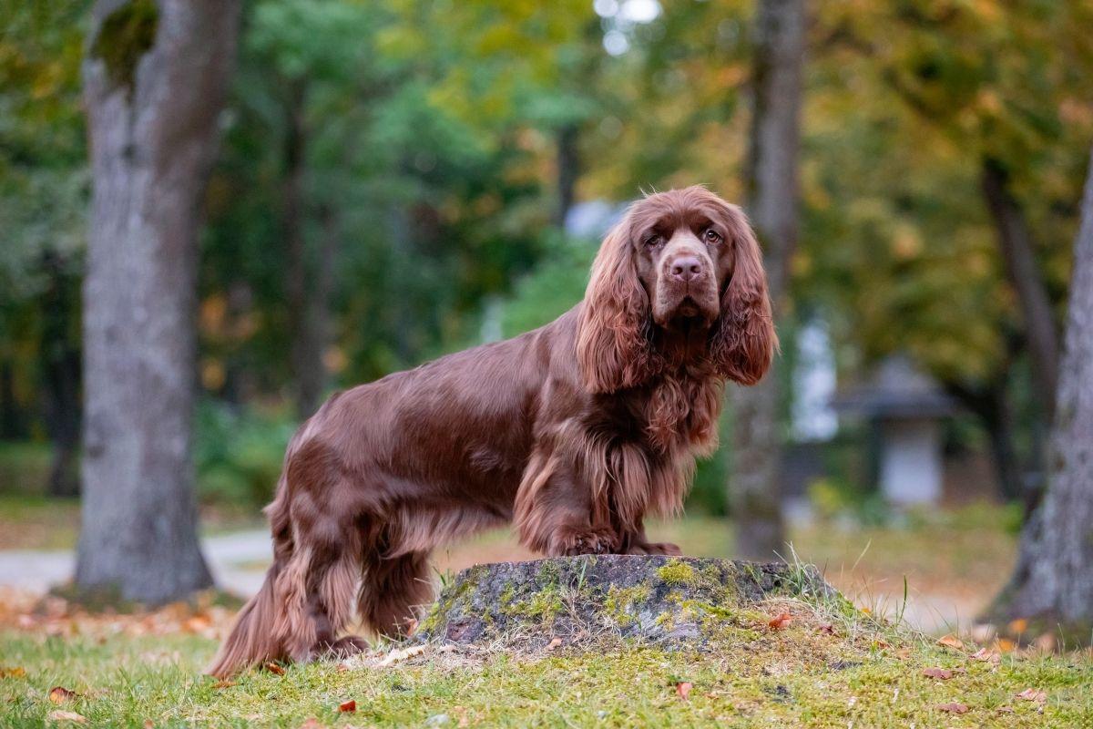 sussex spaniel.jpg