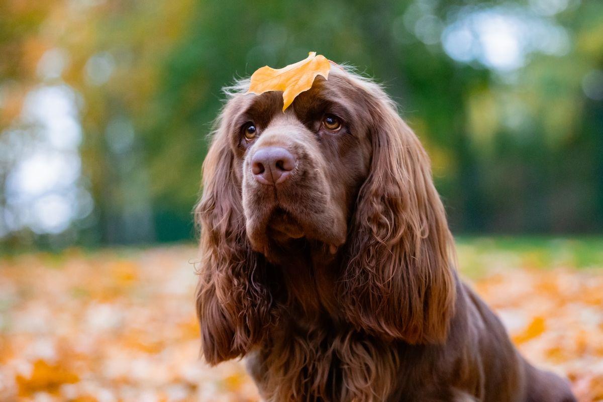 sussex spaniel pies rasa.jpg