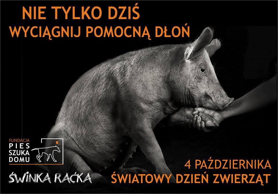 swiatowy_dzien_zwierzat_swinka.jpg