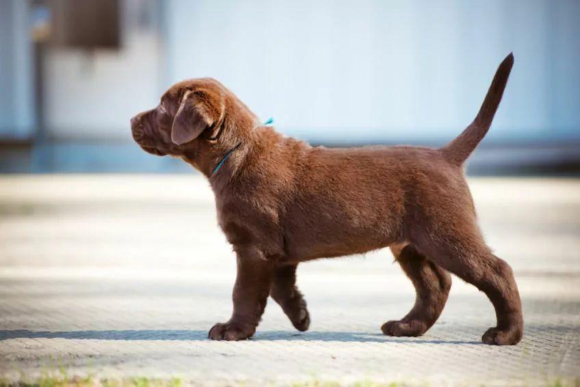 szczeniak labrador