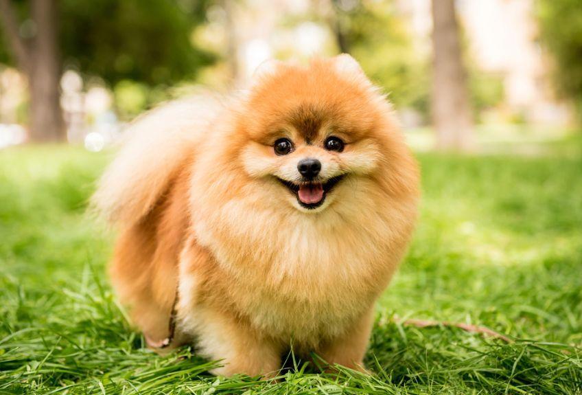 szpic miniaturowy pomeranian