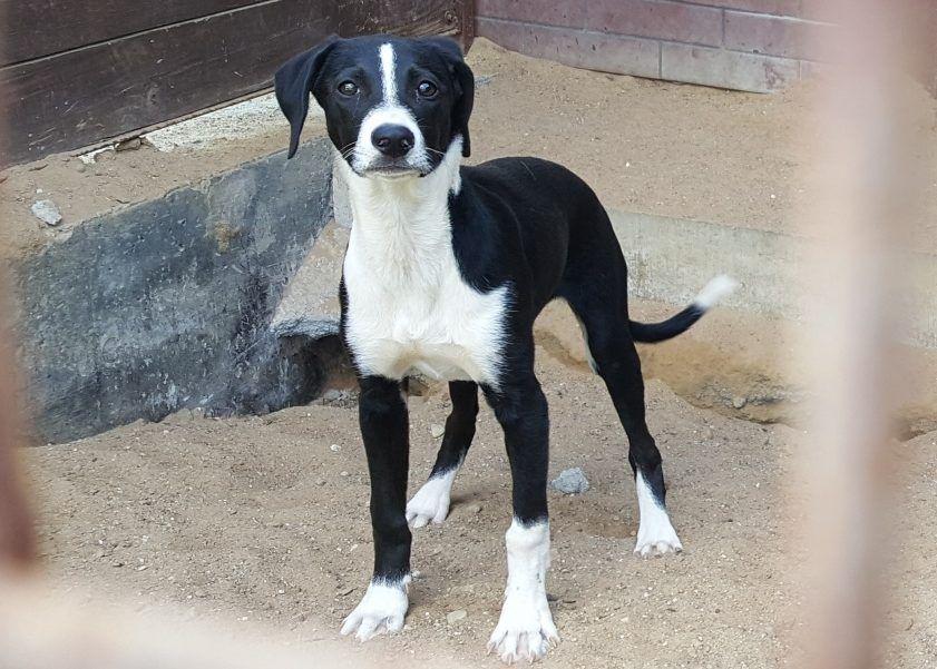 Czarno-biały pies do adopcji