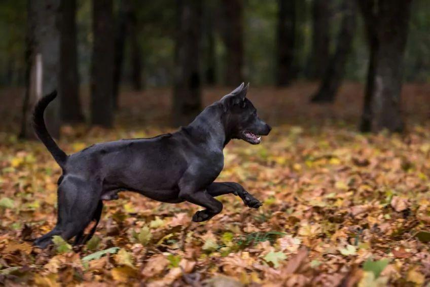 Czarny tajski ridgeback galopujący w jesiennych liściach