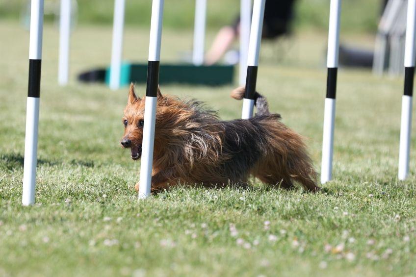 terier australijski agility