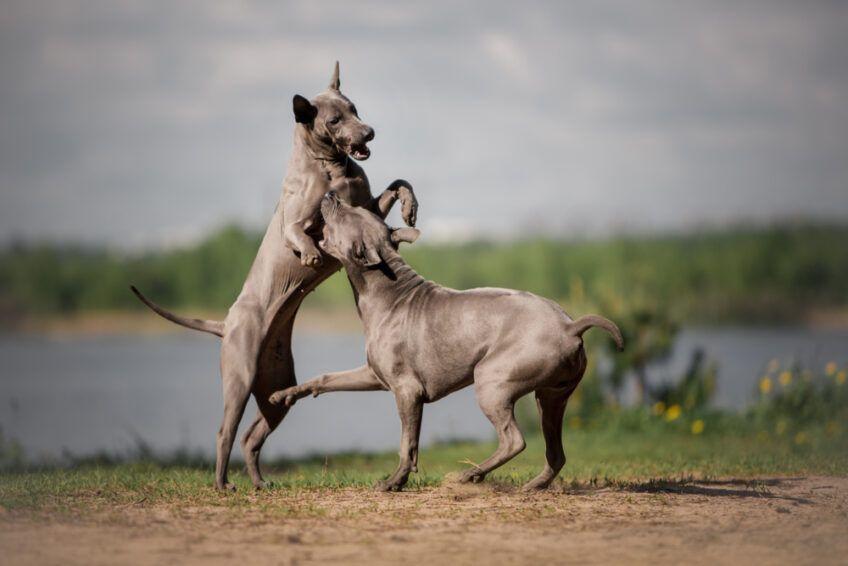 thai ridgeback