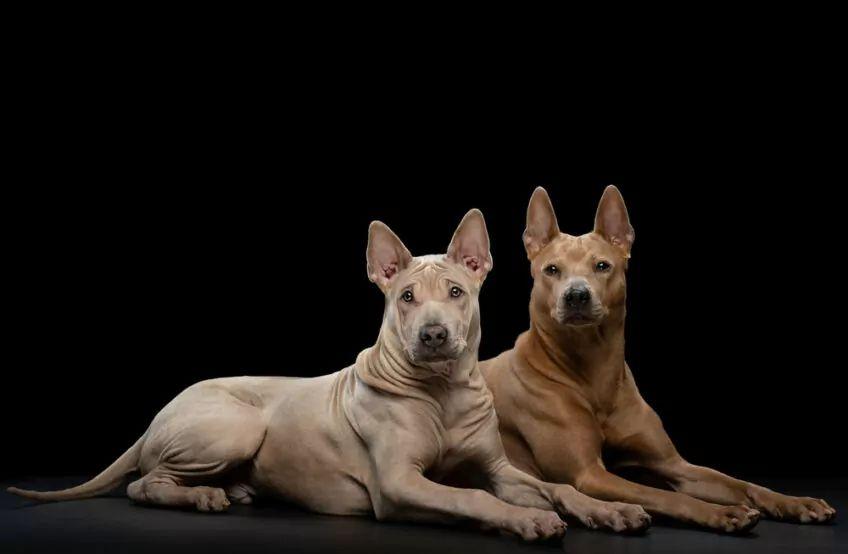 thai ridgeback