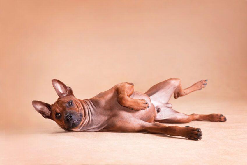thai ridgeback
