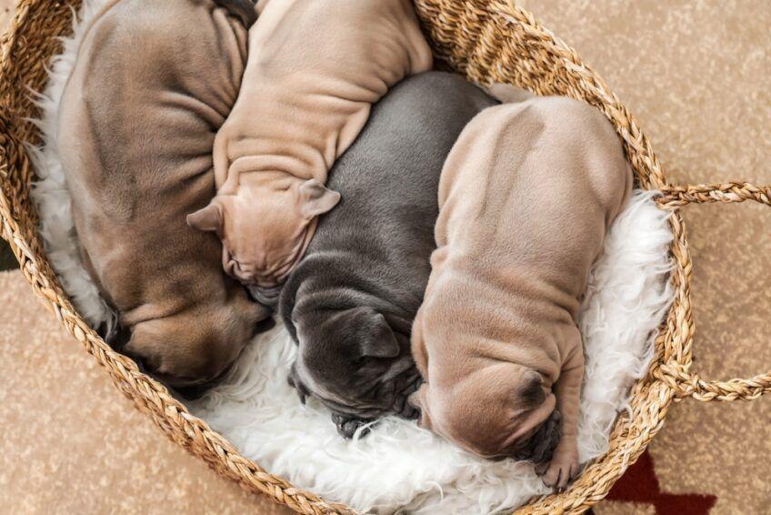thai ridgeback