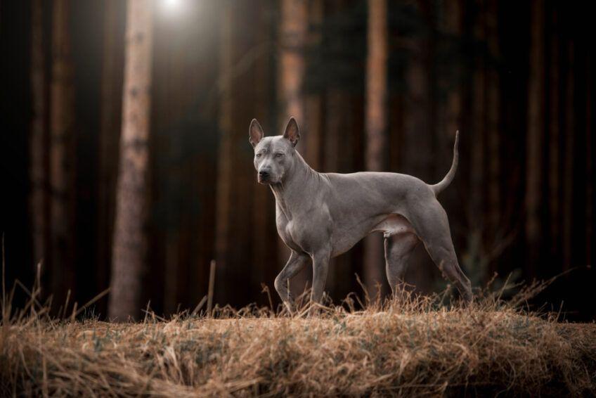 thai ridgeback