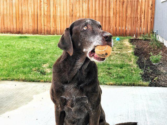 Labradorka Coco