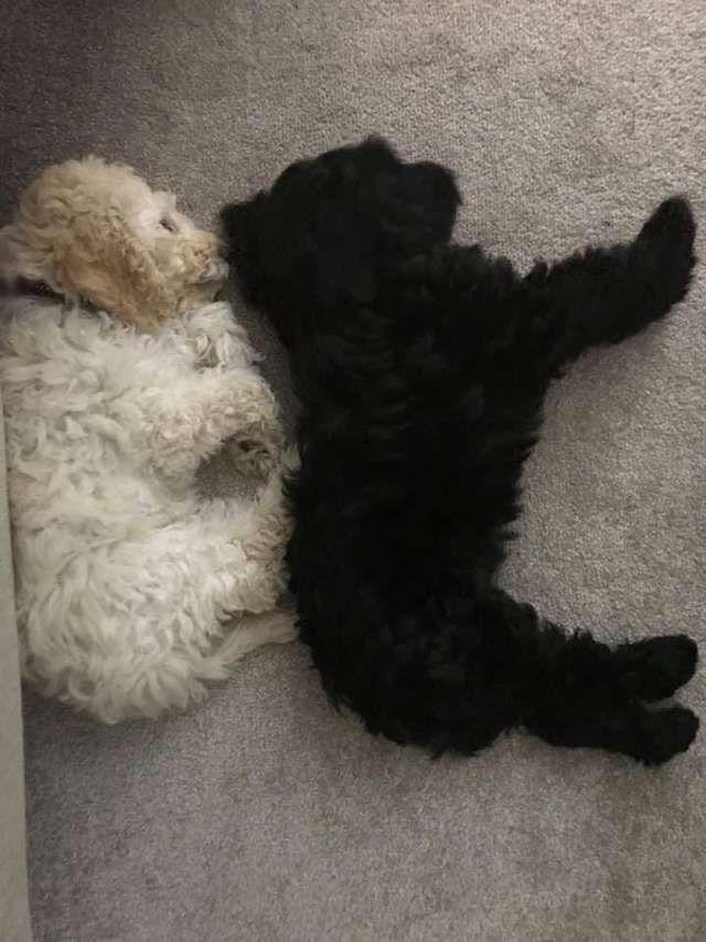 Rosie i Monty