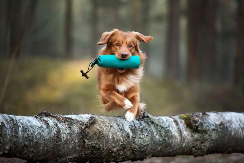 toller