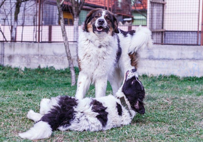 tornjak dla kogo ta rasa
