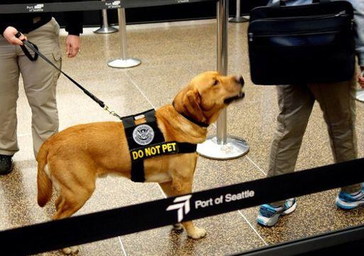 tsa-dog_na_lotnisku.jpg