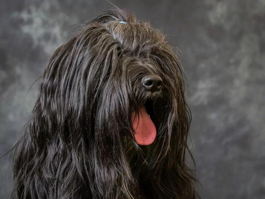 Portret czarnego teriera tybetańskiego w studio