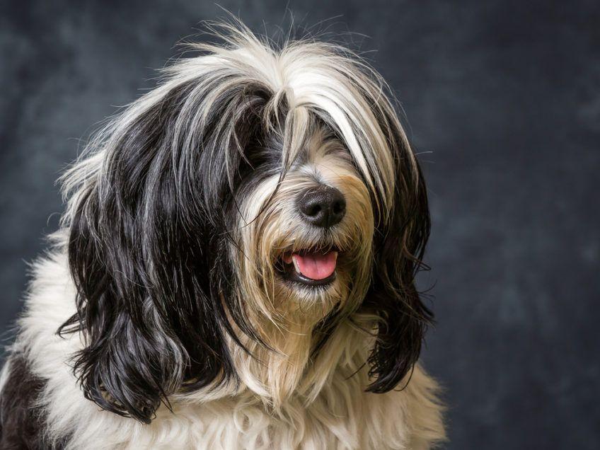 Portret czarno-białego teriera tybetańskiego w studio