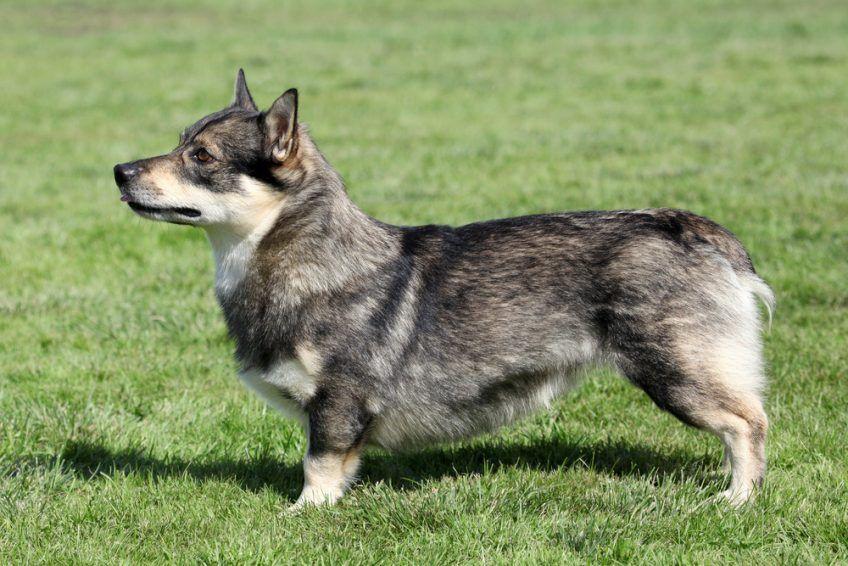 Stojący na trawie vallhund z naturalnie krótkim ogonem