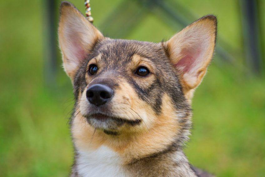 Portret młodego vallhunda