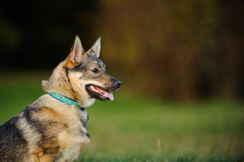 Portret vallhunda z profilu