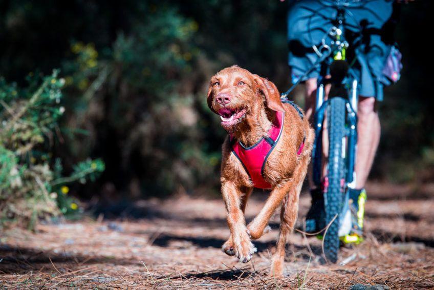 Wyżeł uprawiający bikejoring
