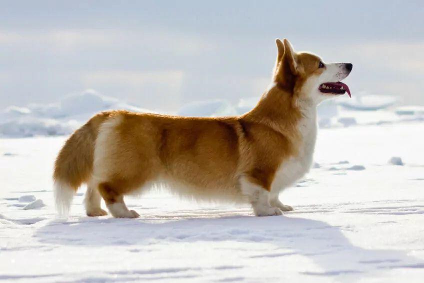 welsh corgi pembroke