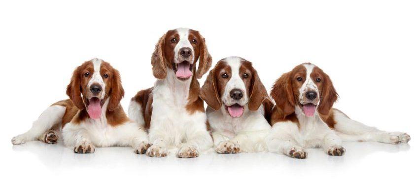 Cztery walijskie springer spaniele leżące na białym tle