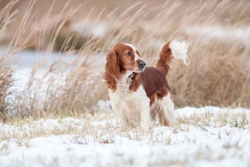 Walijski springer spaniel w zimowym pejzażu