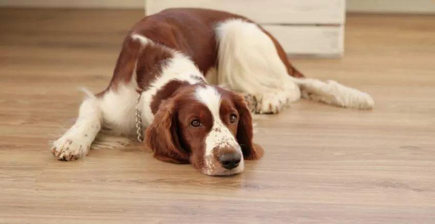 Springer spaniel walijski leżący na podłodze