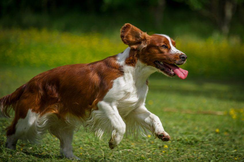 Springer spaniel walijski w biegu
